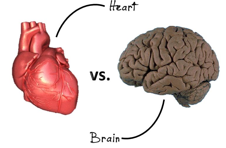 У сердца есть мозг. Мозг и сердце. Сердце и мозг человека. Человеческое сердце и мозг. Мозги и сердце.